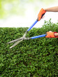 Cutting hedge