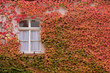 canvas print picture - Wilder Wein an Hauswand
