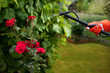 Foto: Protecting roses from vermin with pressure sprayer Protecting roses from vermin with pressure sprayer
