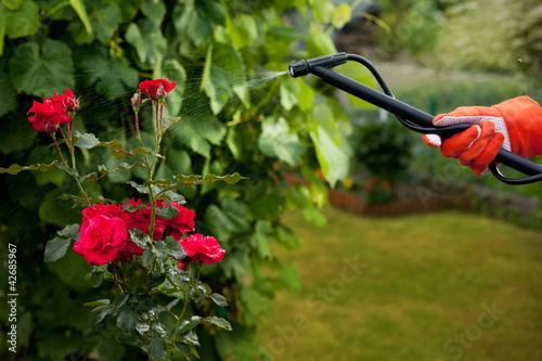 Foto: Protecting roses from vermin with pressure sprayer Protecting roses from vermin with pressure sprayer