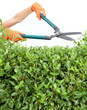 Working in a garden