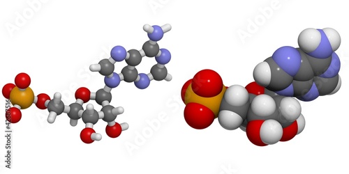 Illustration: Adenosine monophosphate (AMP) Adenosine monophosphate (AMP)
