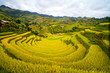 Photo: Rice Terraces Rice Terraces