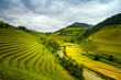 Quadro Rice Terraces
