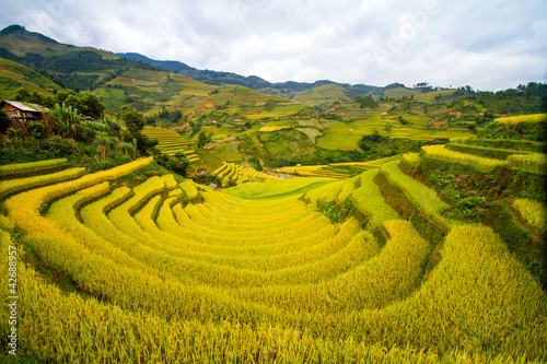 Photo: Rice Terraces Rice Terraces