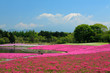 芝桜と富士山