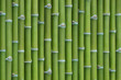 bamboo background