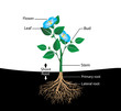structure flower