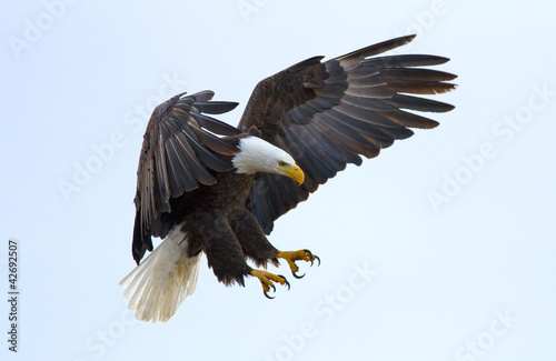Photo: Bald eagle Bald eagle