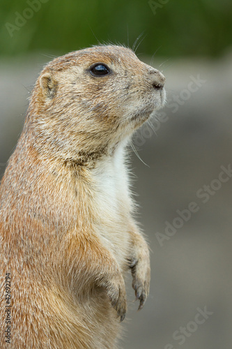 Photo: Prairie dog Prairie dog