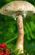Parasol Riesenschirmpilz
