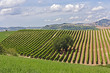 Photo: italian vineyard italian vineyard