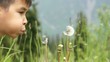 Video: Little boy blowing a dandelion on the mountain medow Little boy blowing a dandelion on the mountain medow