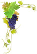 grappe de raisin