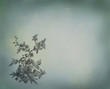 Roses illustration