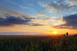 Photo: Sunset over wheat field Sunset over wheat field