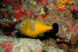 sxm8