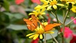 Video: Schmetterlinge Schmetterlinge