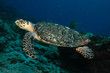 sxm9