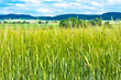 Foto: Barleycorn Barleycorn