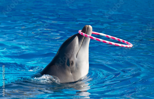 Photo: delfino delfino