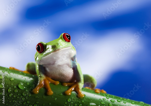 Foto: Frog, small animal red eyed Frog, small animal red eyed