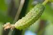 Growing cucumber in a greenhouse. It is cultivated in the garden