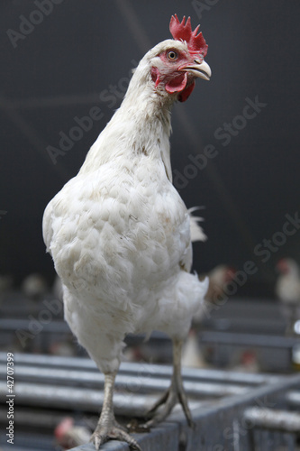 Photo: chicken proudly parading in chicken barn chicken proudly parading in chicken barn