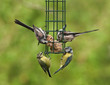 Birds Feeding,various species,bird feeder.