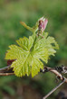 Vineyard in France