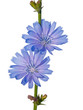 Chicory