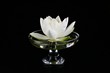 Seerose in Wasserschale