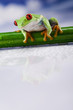 Foto: Frog Frog