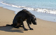 Hund