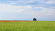 Video: Green field with a lonely tree. Time lapse Green field with a lonely tree. Time lapse
