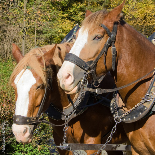 Photo: Draught horses Draught horses