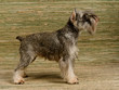 Photo: Zwergschnauzer show stack Zwergschnauzer show stack