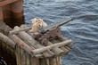 Foto: alte Kanone alte Kanone