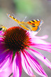 Roter Sonnenhut (Echinacea)
