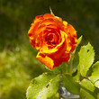 Scarlet rose.