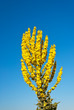 Königskerze Verbascum