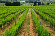 Vineyard in france on sunrise