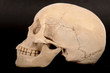 Skull Right View