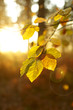 Sun shining on autumn leaves on branch