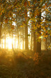 Sun shining through trees with autumn leaves in woods