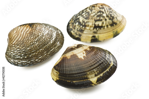 Photo: Clam raw Clam raw