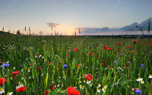 Photo: Poppies Poppies
