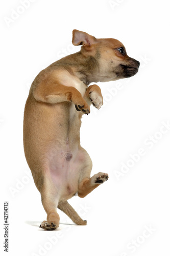Photo: Funny puppy jumping Funny puppy jumping