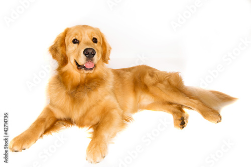 Foto: Golden Retriever Dog Golden Retriever Dog
