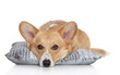 Welsh corgi Pembroke on a soft pillow